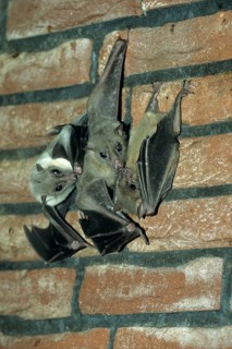 Eygptian Rousettes, Egyptian (Rousettus aegyptiacus) Fruit Bat