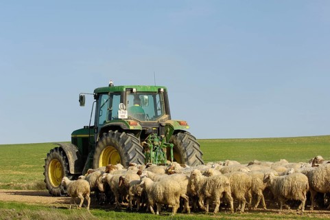 Shepherd on tractor with flock of sheep, Villafafila, Zamora, Castile-Leon, Spain, domestic sheep,