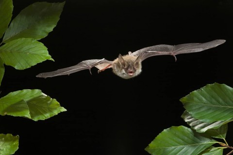 Bechstein's Bat (Myotis bechsteinii), Germany, Europe