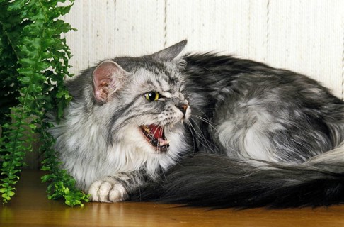 Silver Tabby Maine Coon Domestic Cat, Adult Snarling near Pot Plant
