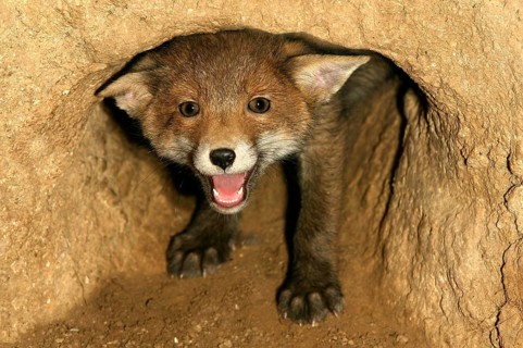 Red Fox (vulpes vulpes), Cub calling at Den Entrance, Normandy