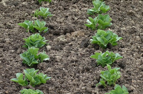 Broad Breans at Garden (vicia) faba