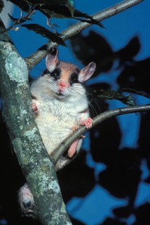 Garden Dormouse (eliomys quercinus), Adult standing on Branch
