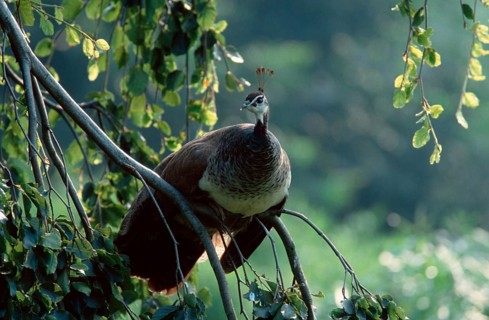 Indian peafowl (Pavo cristatus), female, resting on a tree