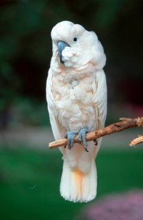 Rose-crested Cockatoo, Salmon-crested Cockatoo (Cacatua moluccensis)