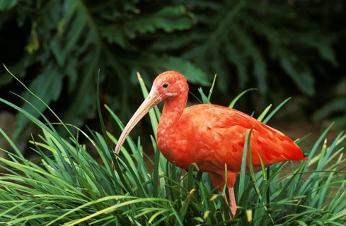 Scarlet Ibis (eudocimus ruber), Adult