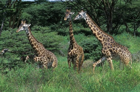 Masai Giraffe (giraffa camelopardalis tippelskirchi), Herd of Adults in Kenya