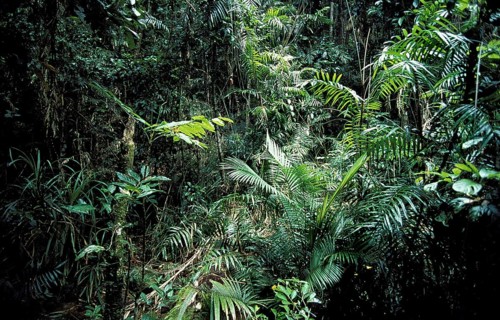 Rainforest in the North of Australia