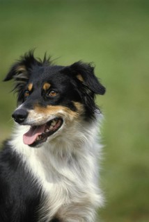 Portrait of Border Collie Dog