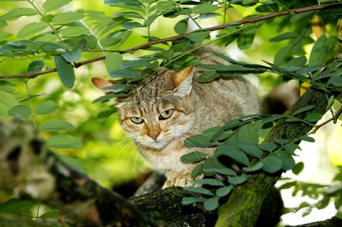 AFRICAN WILDCAT (felis silvestris lybica), ADULT STANDING ON BRANCH