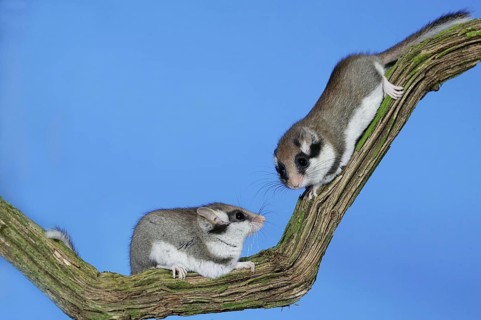 GARDEN DORMOUSE (eliomys quercinus), PAIR STANDING ON BRANCH, NORMANDY IN FRANCE