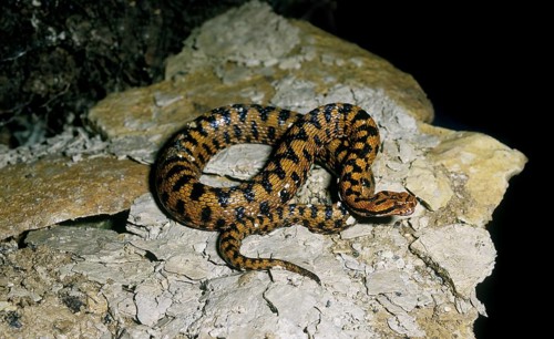 Asp Viper (vipera aspis), Adult standing on Rock, Venomous Snake in France