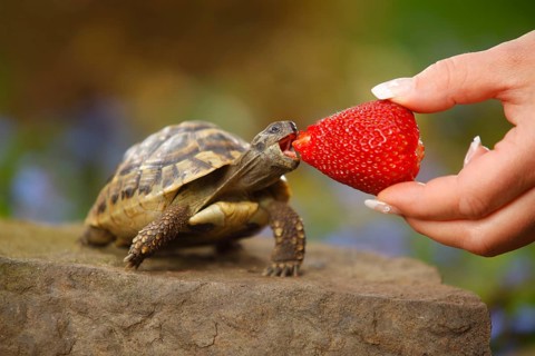 Greek tortoise being fed strawberry (Testudo hermanni boettgeri), Greek tortoise