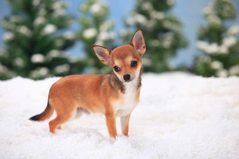 Chihuahua, shorthaired, young male, 7 months