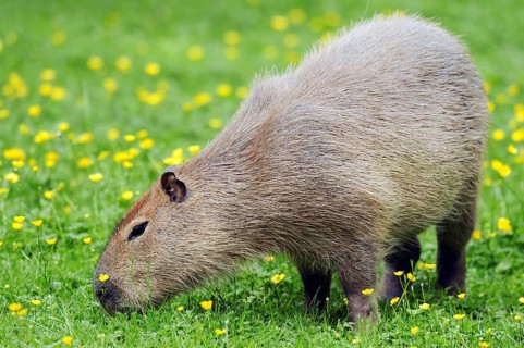Capybara (Hydrochaeris hydrochaeris) (Hydrochoerus capybara), Carpincho
