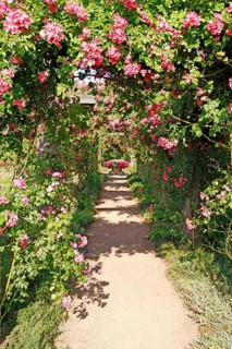 Pergola of roses, Rosarium, Park Rosenhöhe, Darmstadt, Hesse, Rosenhöhe, Rose pergola, Germany,