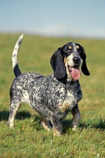 Gascogne Basset or Basset Bleu de Gascogne, adult on grass