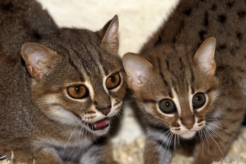 Rusty-Spotted Cat (prionailurus rubiginosus), Female with Young