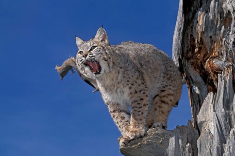 Bobcat (lynx rufus), Adult Yawning, Canada, North America