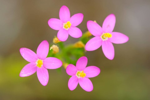 Dainty Centaurium pulchellum (Centaurium pulchellum) Lower Saxony, Germany, Europe