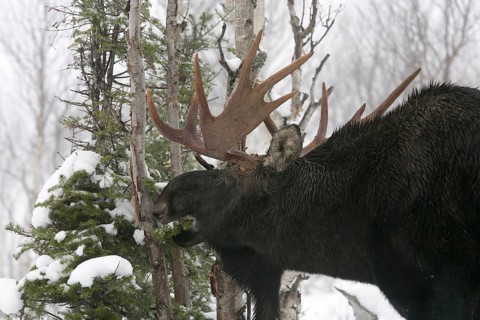 Elk (Alces alces), bull, Gaspesie National Park, Quebec, Canada, North America