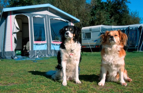 Mixed Breed Dogs in front of tent on campground, Netherlands, Mixed breed dogs in front of tent on