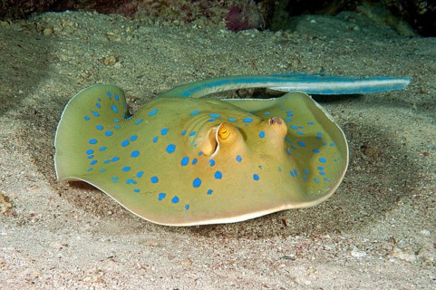 Blue-spotted stingray (Taeniura lymma)