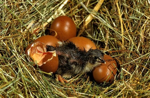 DOMESTIC CHICKEN, CHICKS HATCH FROM EGG