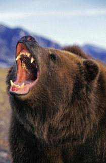 KODIAK BEAR (ursus arctos middendorffi), ADULT THREATENING WITH OPEN MOUTH, ALASKA