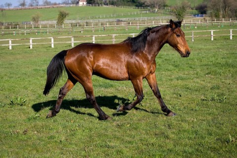 French trotter horse, male in paddock, Normandy