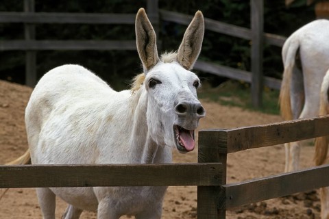 Egyptian White Donkey Screaming, Shouting