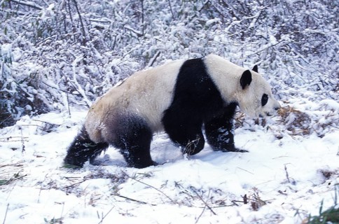 Giant Panda (ailuropoda melanoleuca), Adult on Snow, Wolong Reserve in China