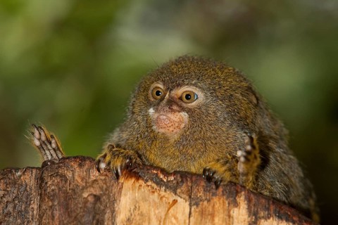 PYGMY MARMOSET (callithrix) pygmaea, ADULT ON A BRANCH AGAINST GREEN FOLIAGE