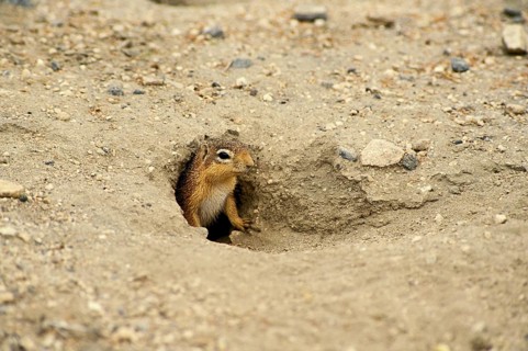 Pallid Ground Squirrel (xerus rutilus), Adult at Den Entrance, Kenya, Africa