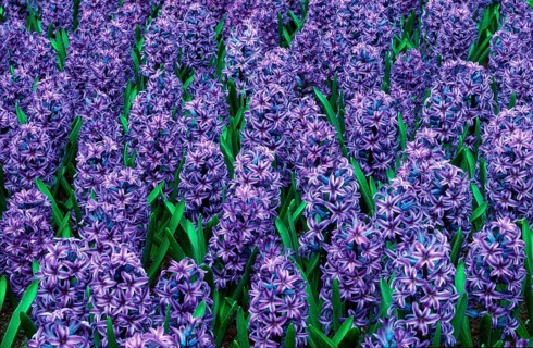 Hyacinths 'Blue Jacket' (Hycinthus orientalis hybrid)