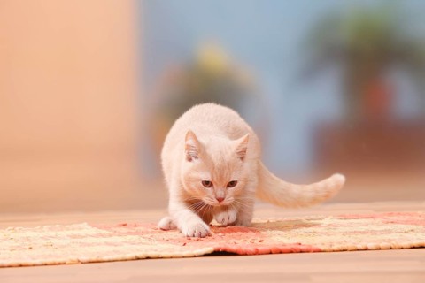 British shorthair cat, kitten, cream, 4 months, scratches at carpet, BKH, sharpen claws, sharpen