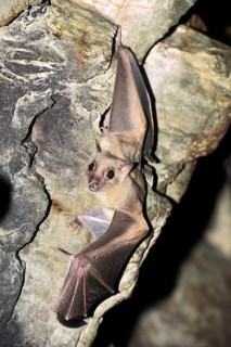 Egyptian fruit bat (Rousettus aegyptiacus)