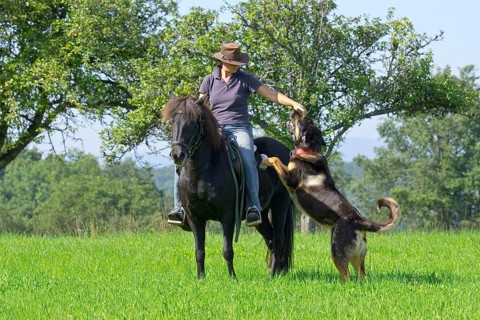 Woman rides Icelandic pony, accompanied by mixed-breed dog, Icelandic horse, Icelander, horseback