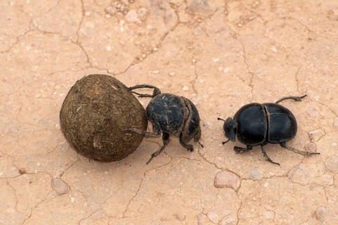 Dung beetle, Addo Elephant National Park, Eastern Cape, South Africa, pill borer, dung beetle,