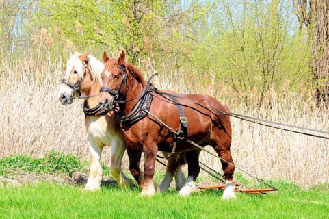 Breton cold-blooded horse, Breton, Cold-blooded horse, Harrow, Two-in-hand, Harness