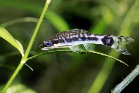 Dwarf Suckermouth (Otocinclus vittatus), Otocinclus Catfish
