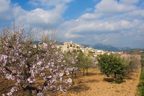 Almond blossom, Selva, Tramuntana, Majorca, Balearic Islands, Spain, Europe