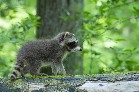 Raccoon (Procyon lotor) , Young animal, Lower Saxony, Germany, Europe