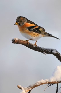 Brambling (Fringilla montifringilla), Lower Saxony, Germany, Europe