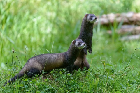 Polecat, marten