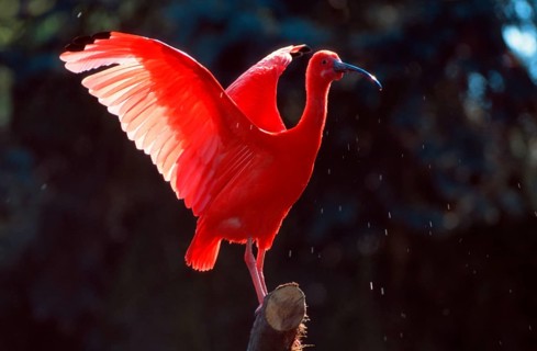 Scarlet ibises (Eudocimus ruber)