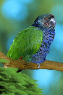 Imperial Amazon (Amazona imperialis), Kaiseramazone, Karibik, Caribbean