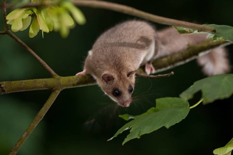 Edible dormouse (Glis glis) Rhineland-Palatinate, Germany, Europe
