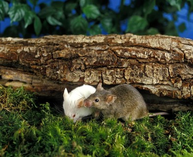 White Mouse and House Mouse (mus musculus)