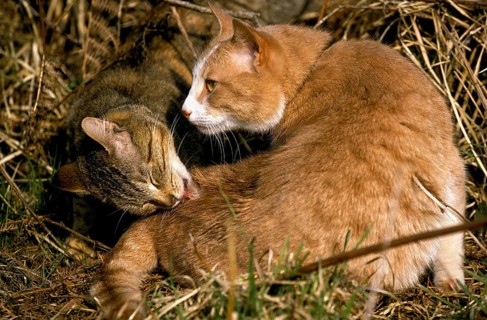 Domestic Cat, Adult Licking, Grooming